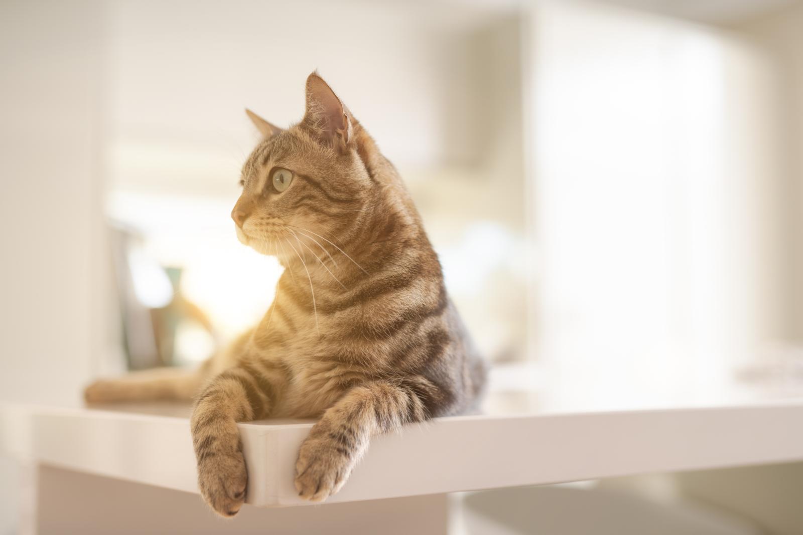 A che temperatura il gatto ha caldo?
