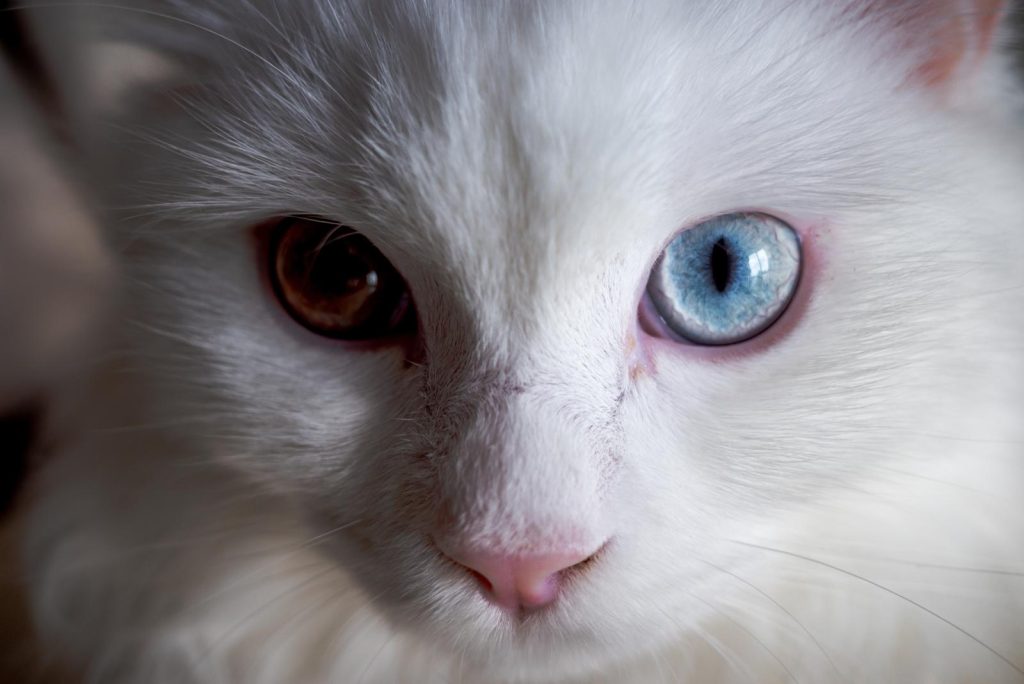 A che temperatura resiste il gatto freddo