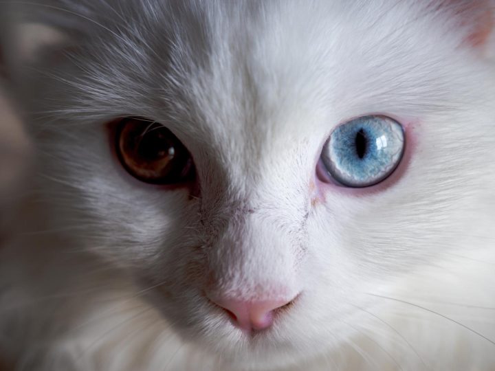 A che temperatura resiste il gatto freddo?