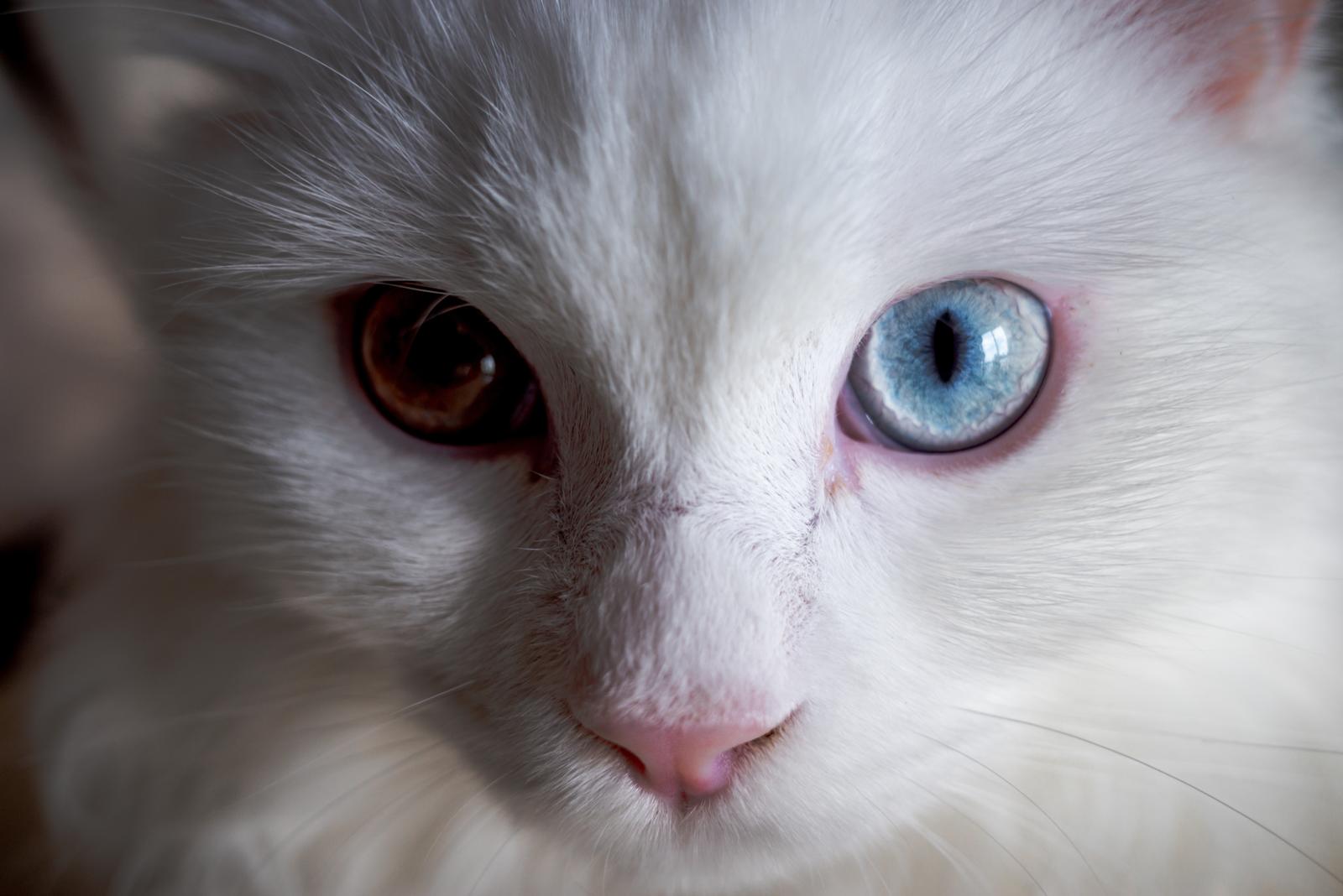 A che temperatura resiste il gatto freddo?