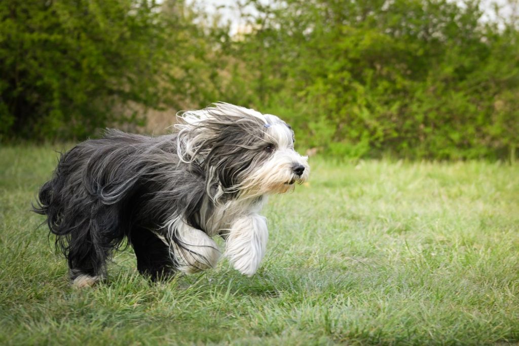 A cosa serve la coda ai cani
