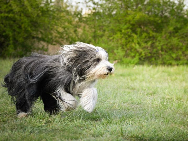A cosa serve la coda ai cani?