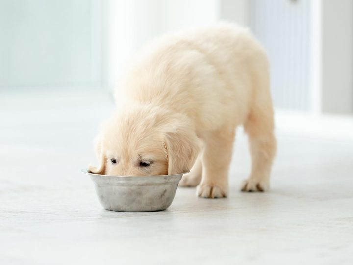 A cosa servono i baffi dei cani?