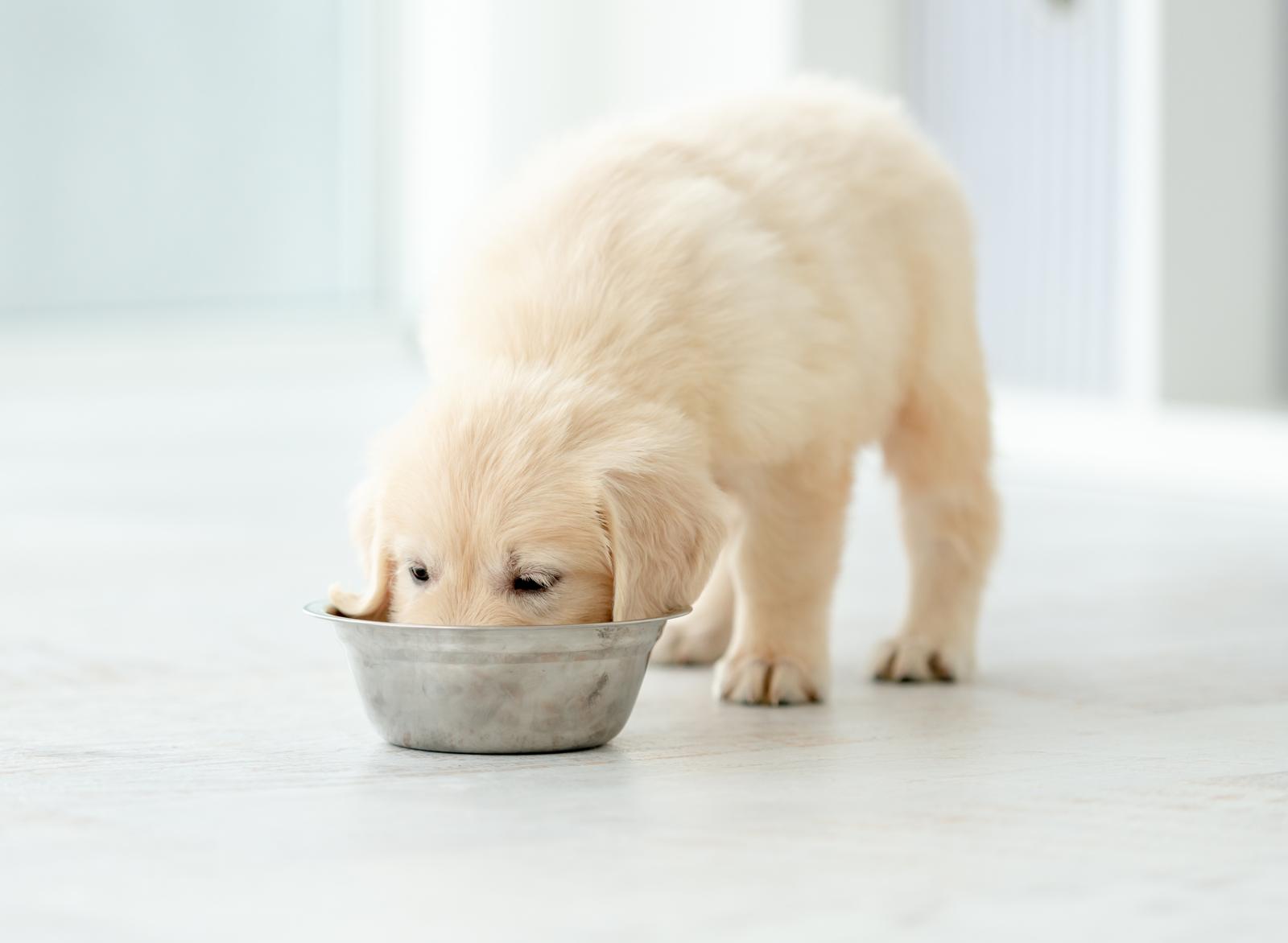 A cosa servono i baffi dei cani?