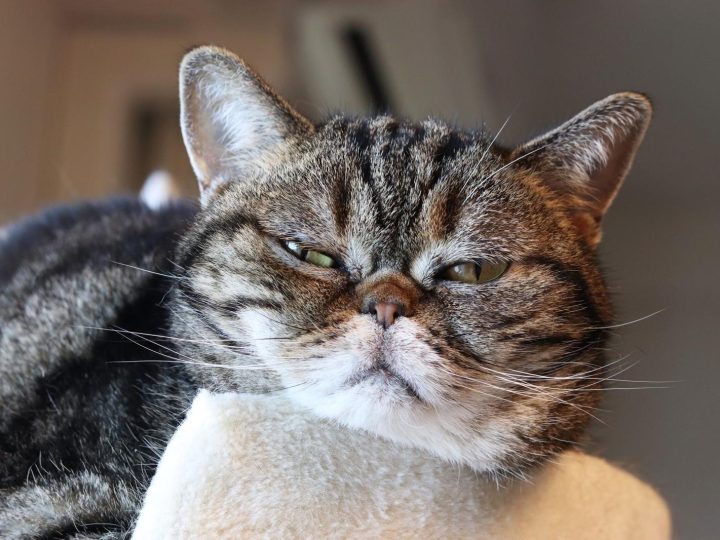 A quanti mesi si può mettere l’antipulci al gatto?