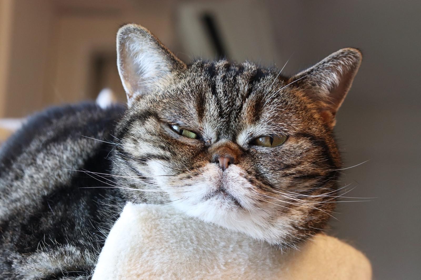 A quanti mesi si può mettere l’antipulci al gatto?