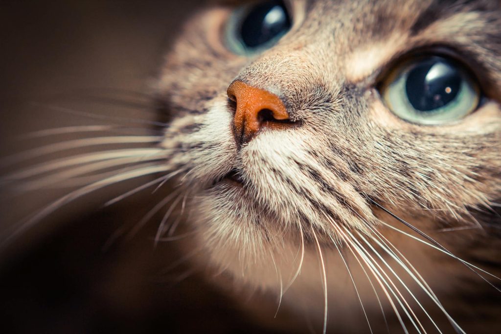 A quanti mesi si sterilizza un gatto