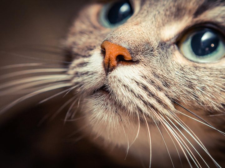 A quanti mesi si sterilizza un gatto?