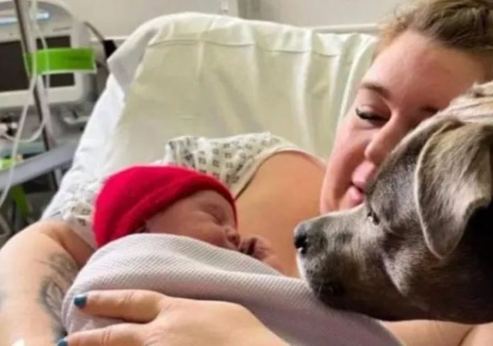 Il cane Belle entra in sala parto per aiutare la sua padrona autistica. Ecco l’incredibile storia d’amore e fedeltà!