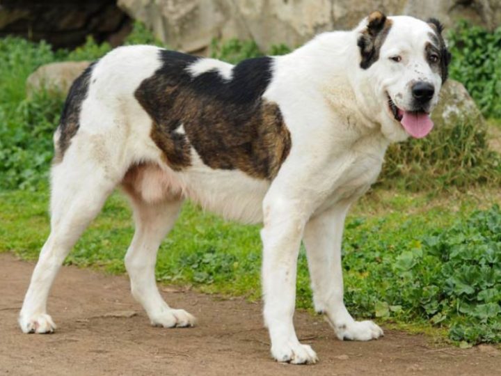 Cane Maremmano uccide e sbrana la sua padrona sotto gli occhi del marito. Ecco il terribile racconto!