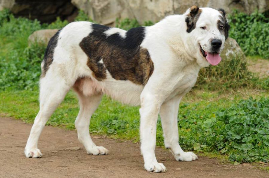 Cane Maremmano uccide e sbrana la sua padrona sotto gli occhi del marito. Ecco il terribile racconto!