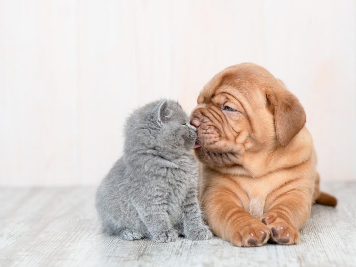Come abbaia il cane?