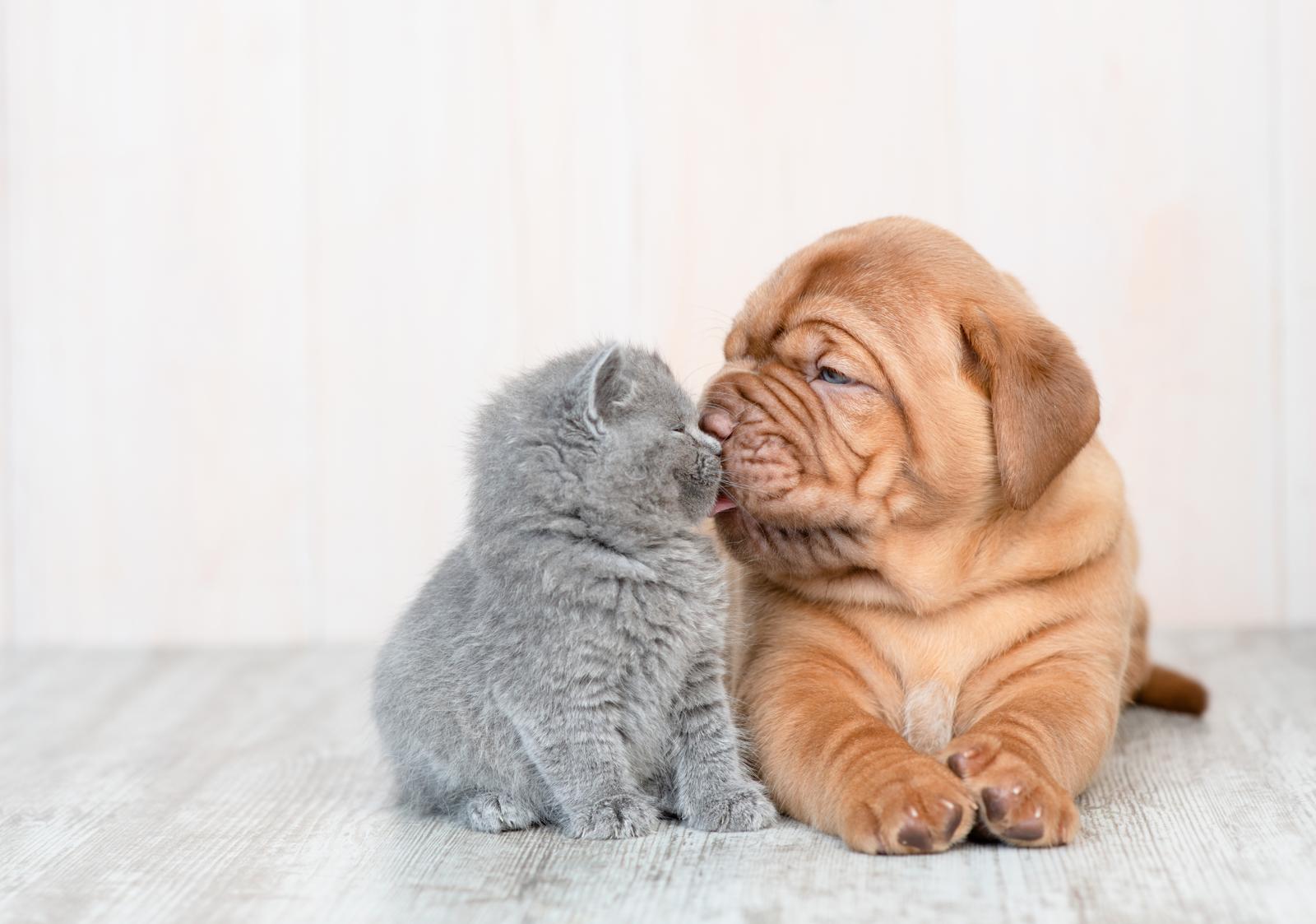 Come abbaia il cane?