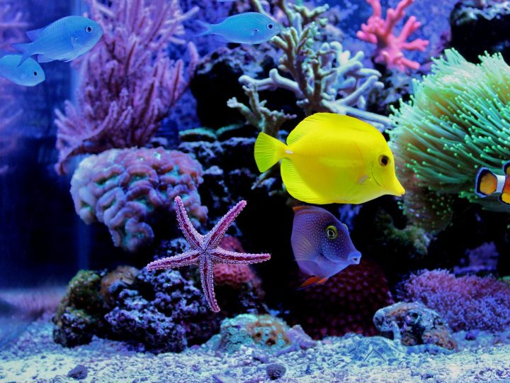 Come abbassare i nitriti in acquario?
