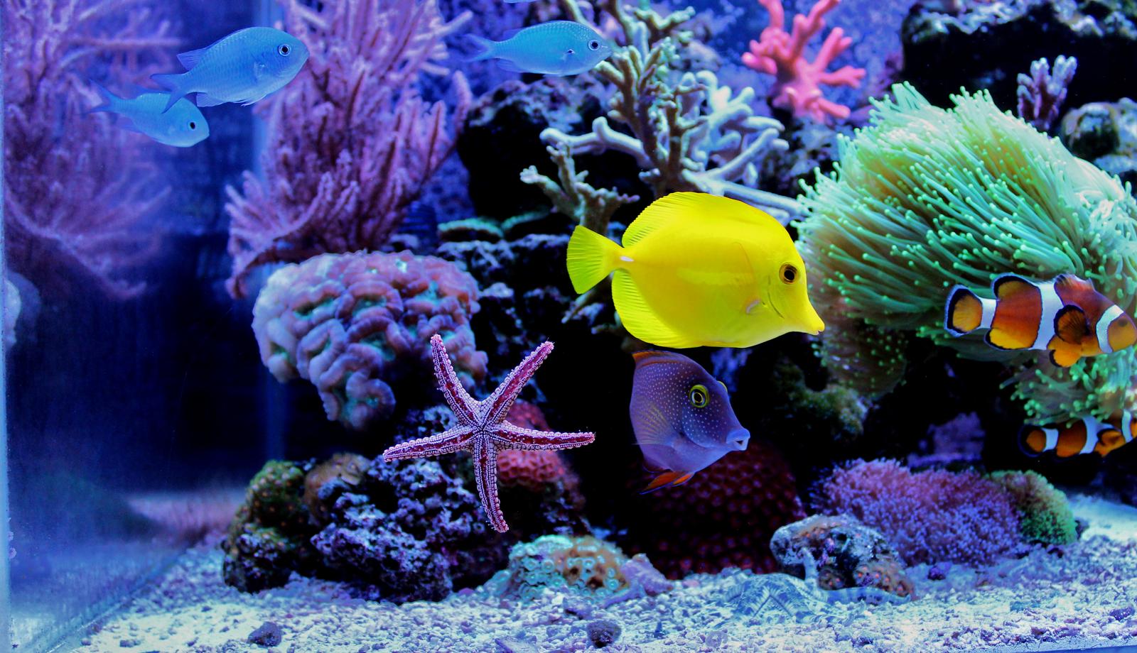 Come abbassare i nitriti in acquario?