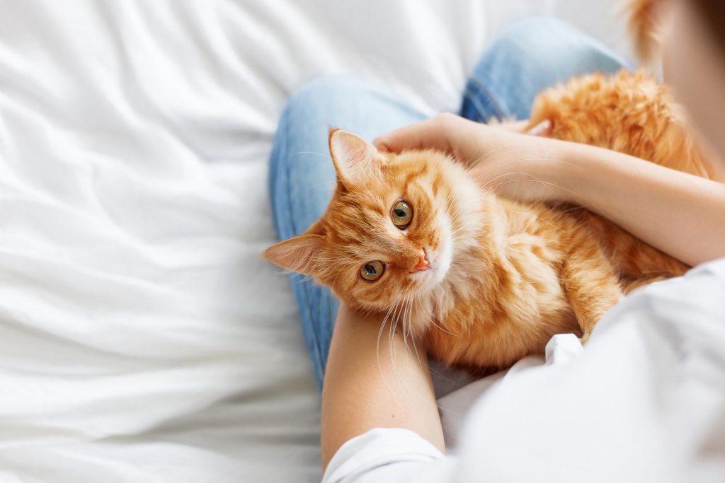 Come abituare il gatto alla lettiera