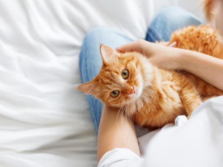 Come abituare il gatto alla lettiera?
