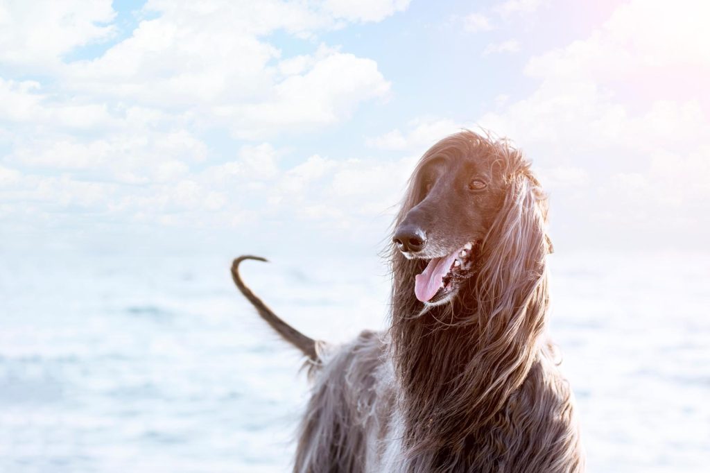 Come abituare un cane adulto a stare da solo