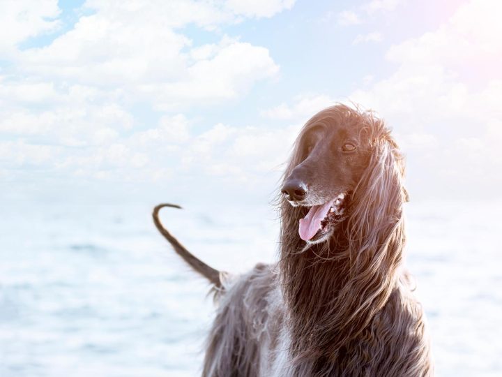 Come abituare un cane adulto a stare da solo?