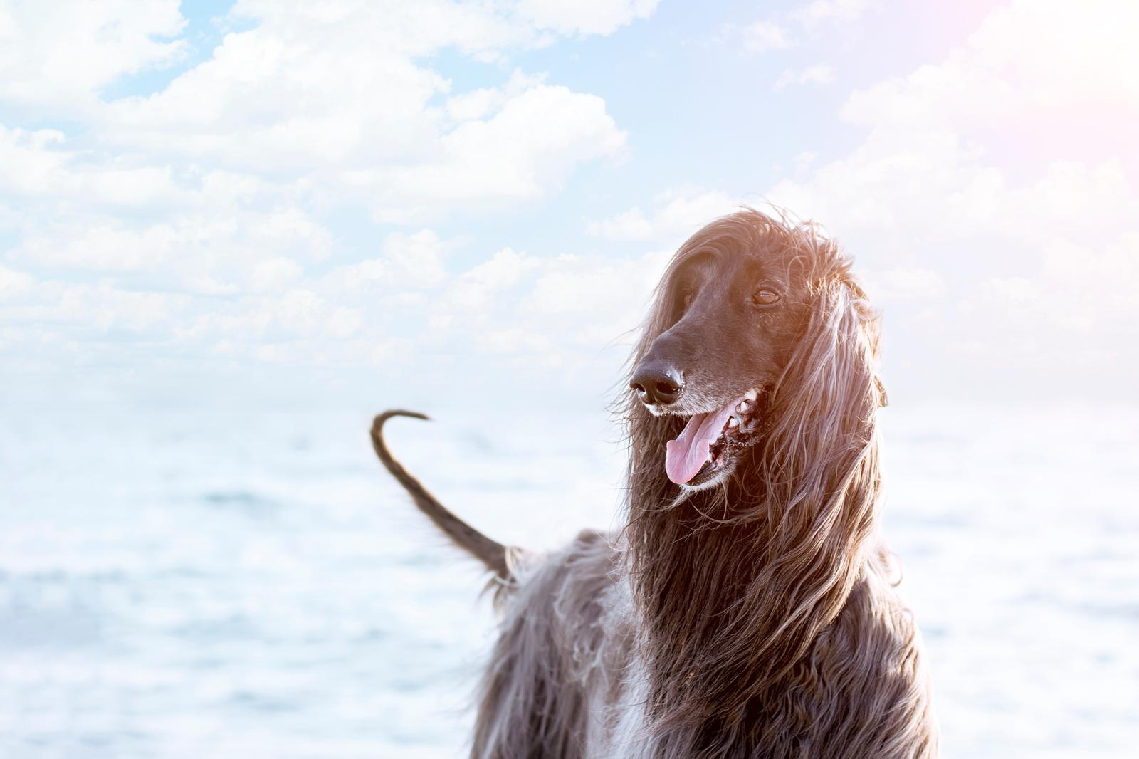 Come abituare un cane adulto a stare da solo?