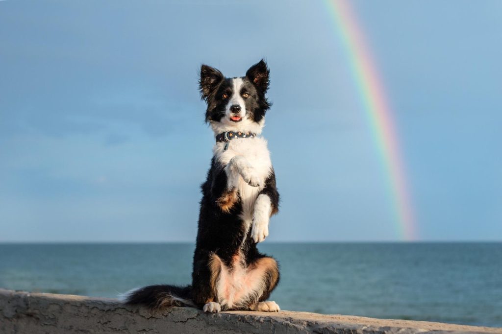 Come addestrare un cane