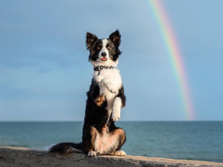 Come addestrare un cane?