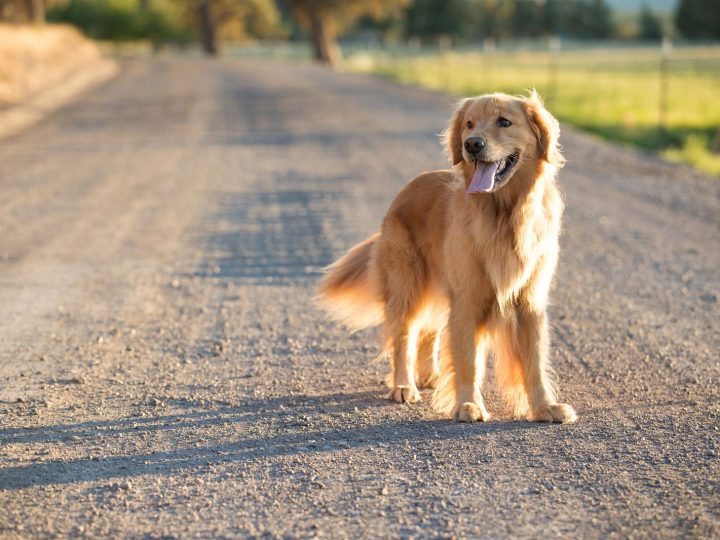 Come addestrare un cane da tartufo?
