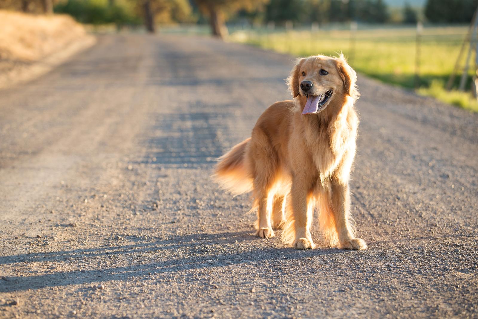 Come addestrare un cane da tartufo?