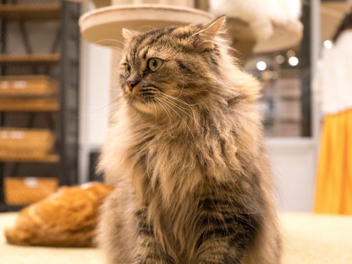 Come addestrare un gatto?