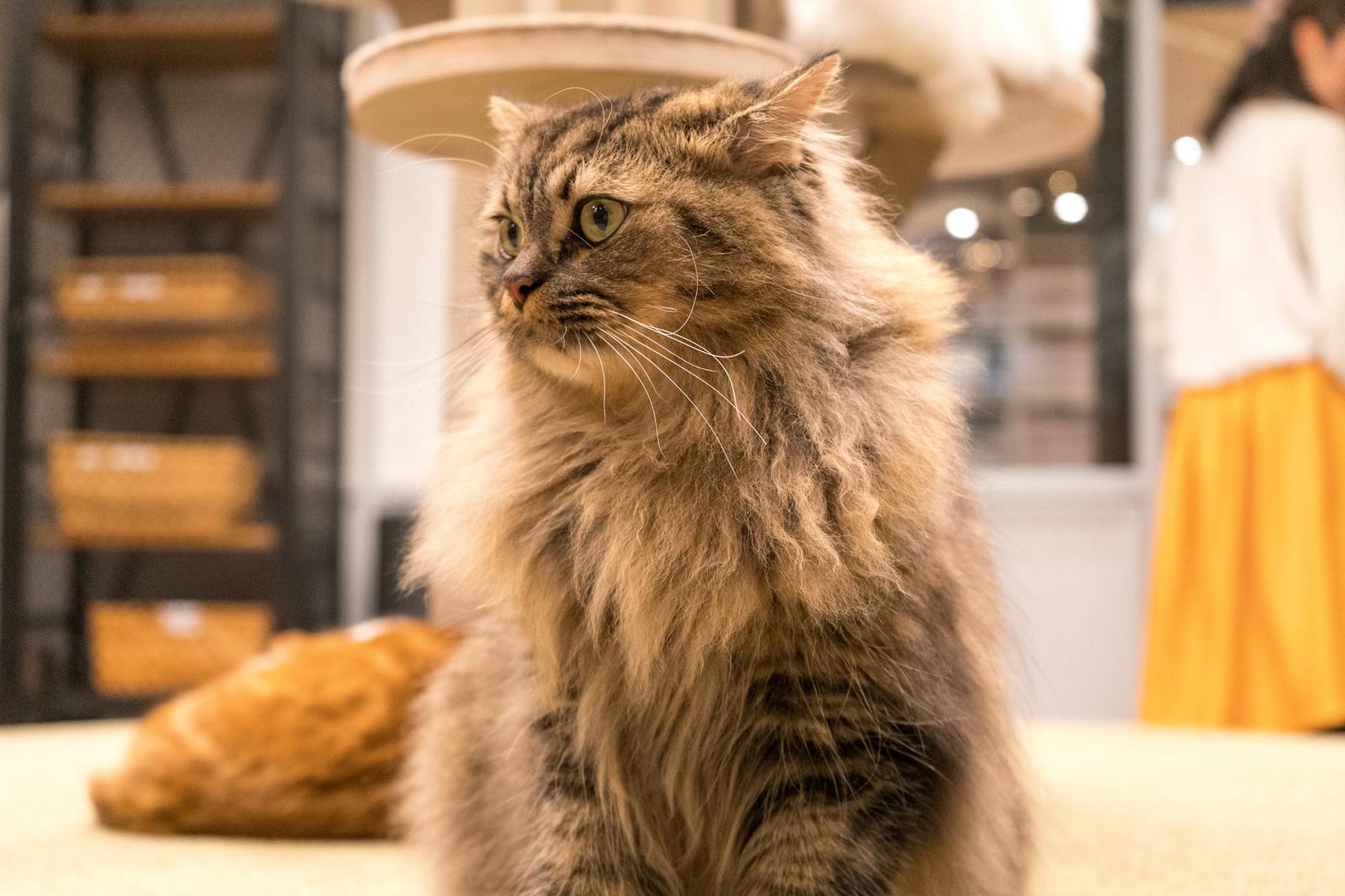 Come addestrare un gatto?