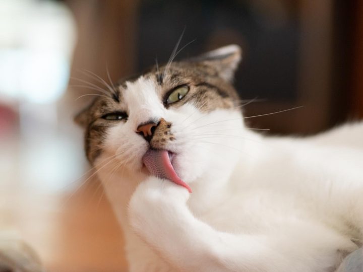 Come addomesticare un gatto?