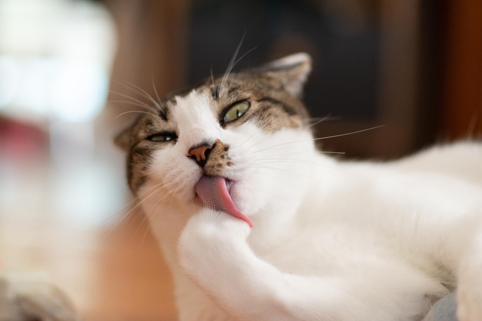 Come addomesticare un gatto?