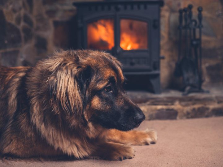 Come addormentare un cane per tosarlo?