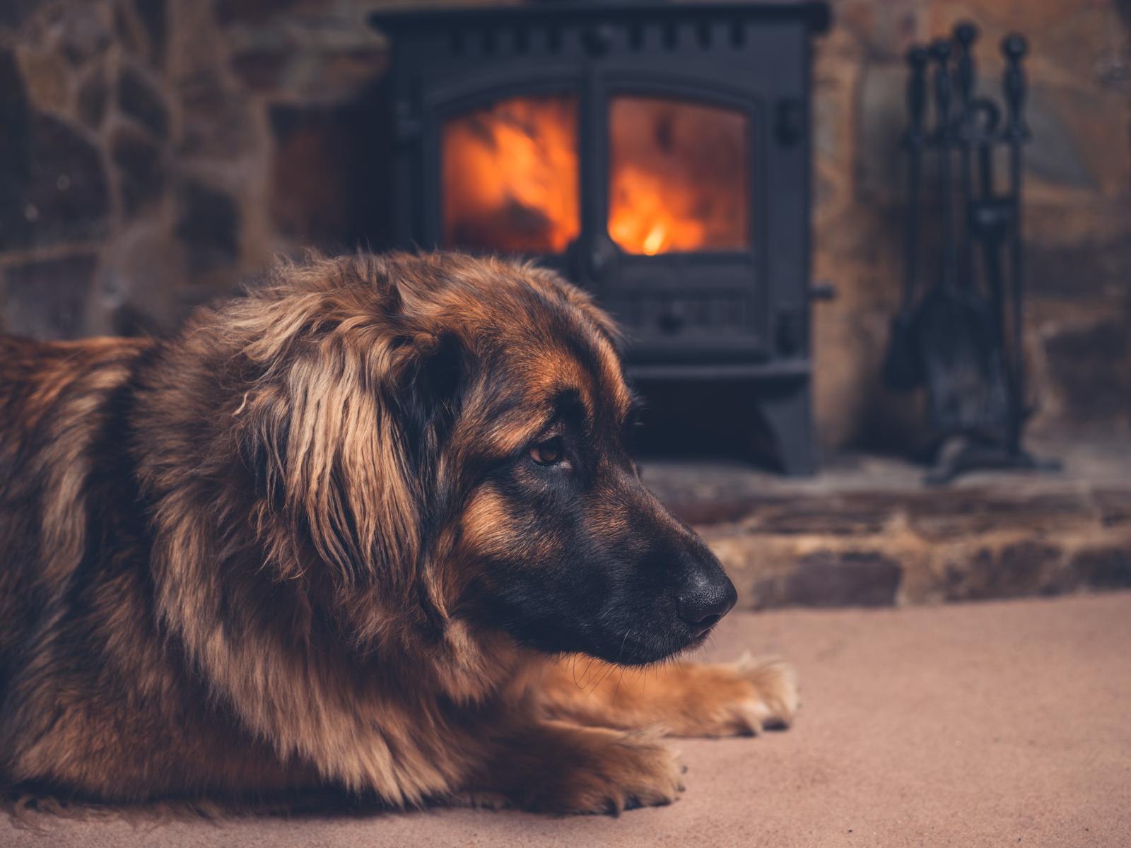 Come addormentare un cane per tosarlo?