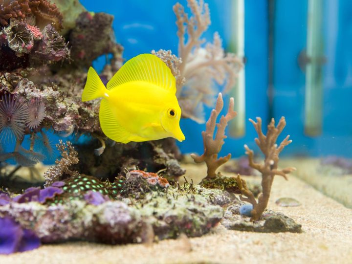 Come allestire un acquario?