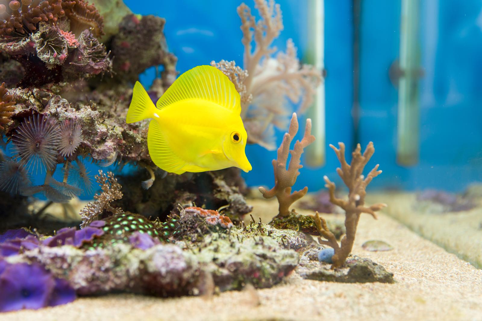 Come allestire un acquario?