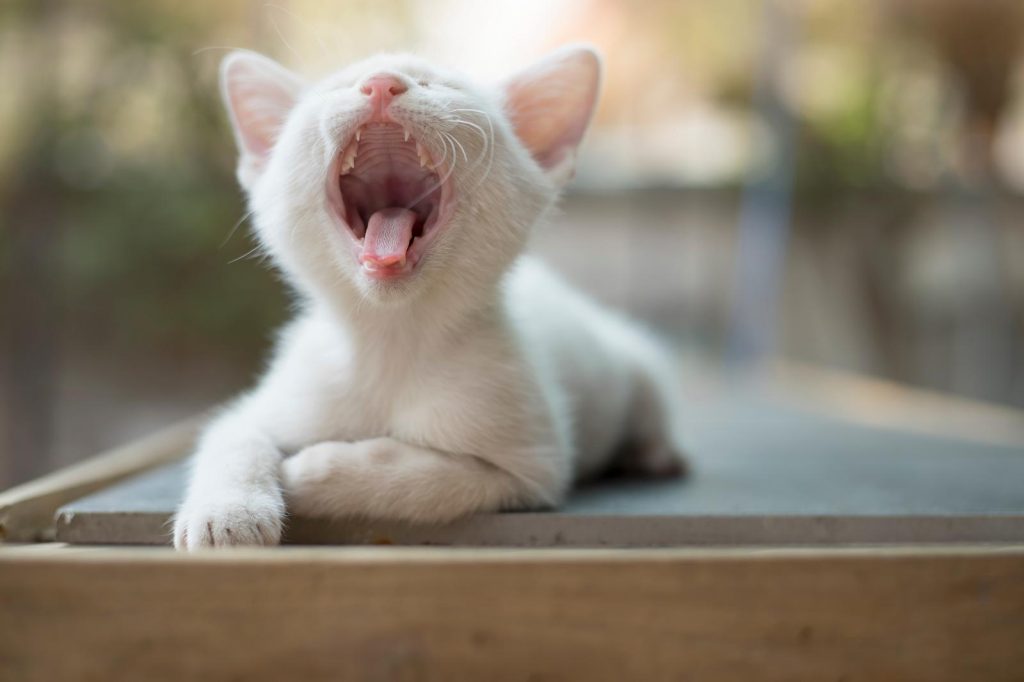 Come allontanare i gatti che fanno la cacca