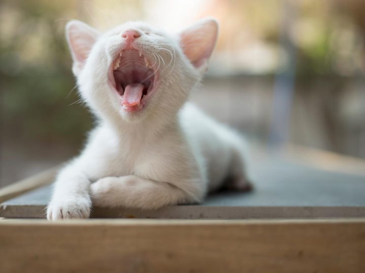 Come allontanare i gatti che fanno la cacca?
