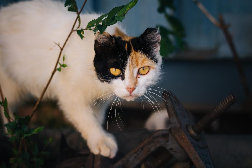 Come allontanare i gatti che fanno pipì