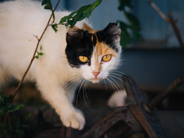 Come allontanare i gatti che fanno pipì?
