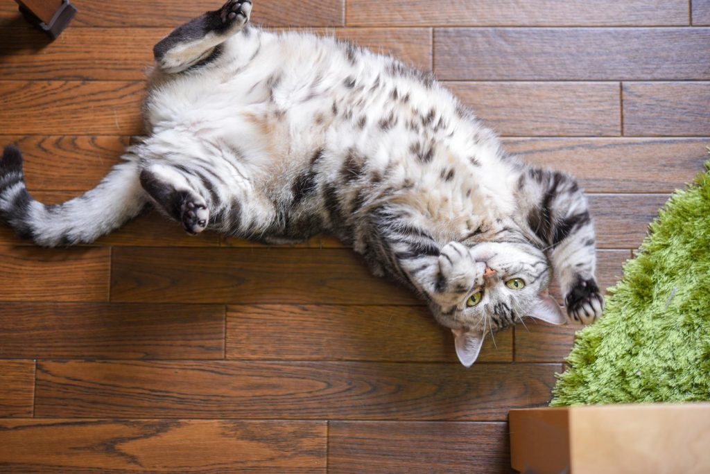 Come allontanare i gatti da casa