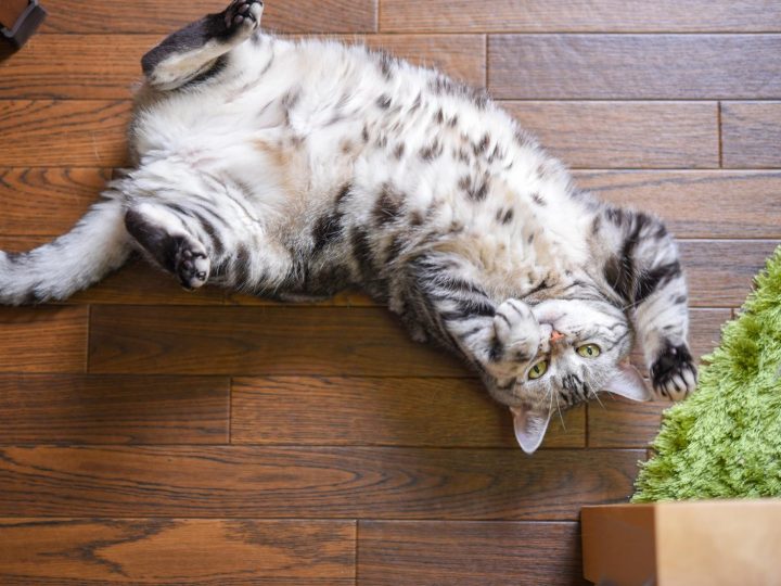Come allontanare i gatti da casa?