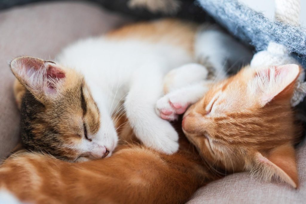 Come allontanare i gatti dalle piante