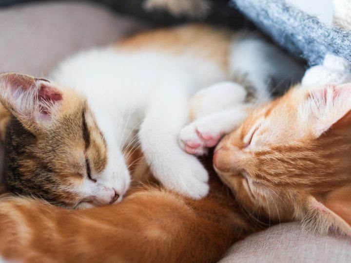 Come allontanare i gatti dalle piante?