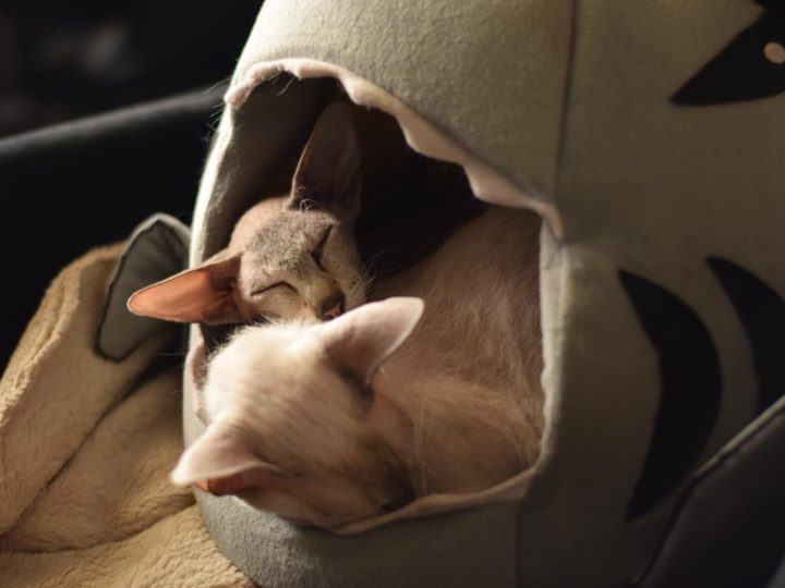 Come allontanare una colonia di gatti?