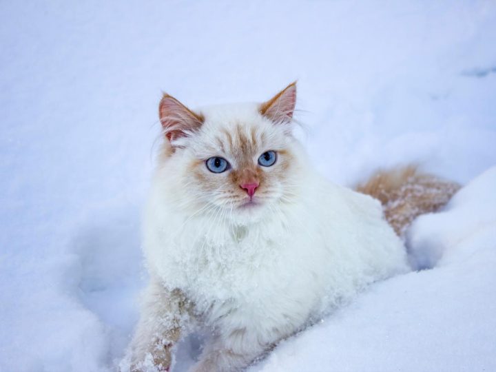 Come attirare il tuo gatto?