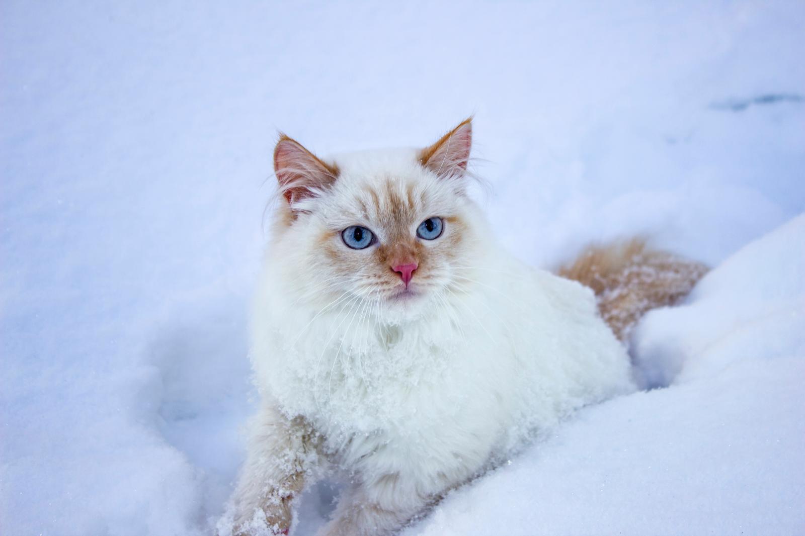 Come attirare il tuo gatto?
