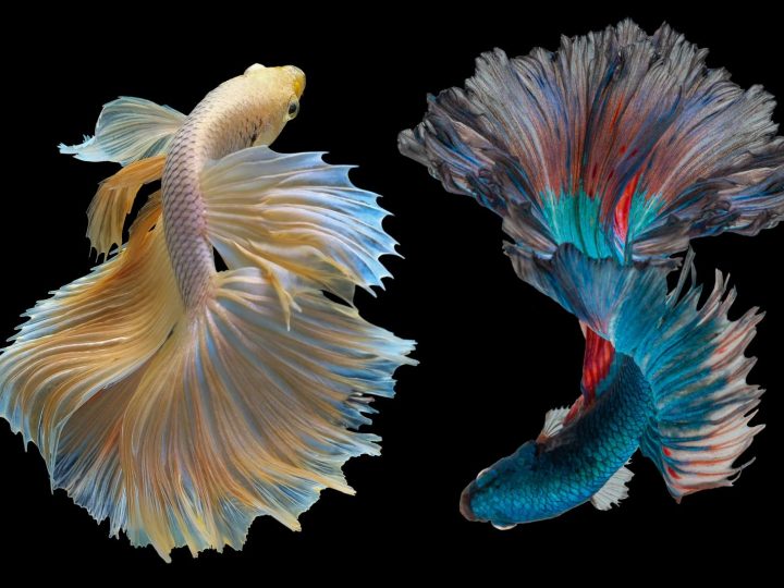 Come calcolare i litri di un acquario?
