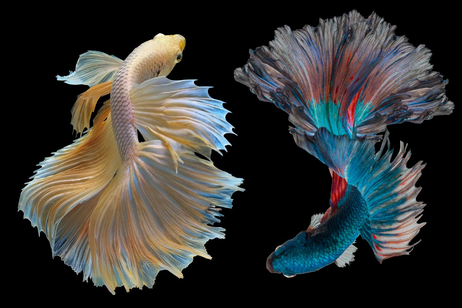 Come calcolare i litri di un acquario?