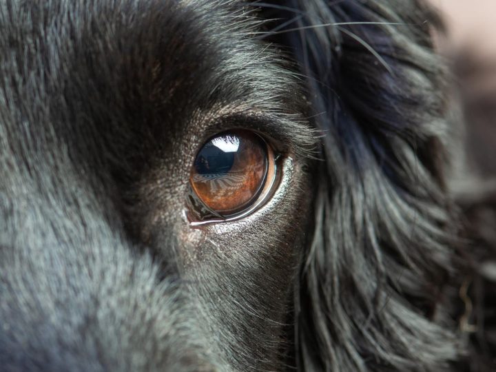 Come calmare i cani durante un temporale?